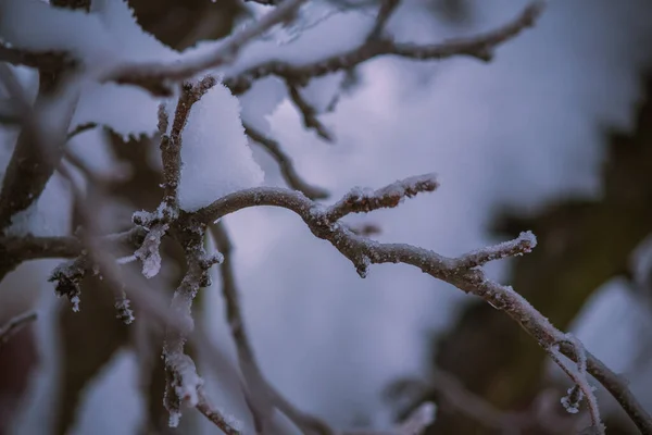Gros Plan Neige Cristalline Glacée Sur Minces Branches Arbres — Photo