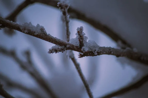Gros Plan Neige Cristalline Glacée Sur Minces Branches Arbres — Photo