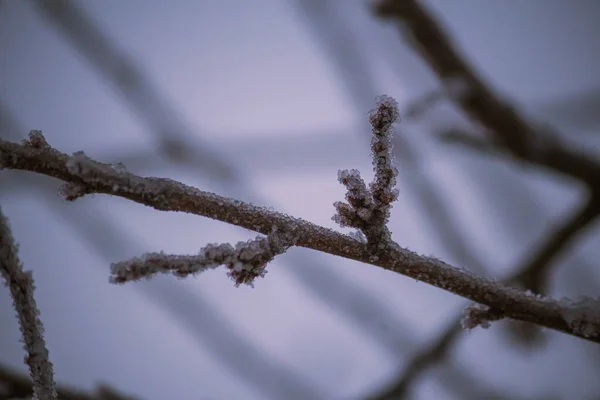 細い木の枝に氷の結晶雪のショットを閉じます — ストック写真