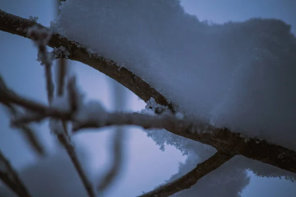 Gros Plan Neige Cristalline Glacée Sur Minces Branches Arbres — Photo