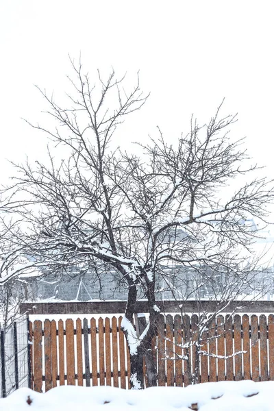 Kış boyunca karla kaplı bir ağaç.