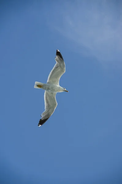 Flying white albatross