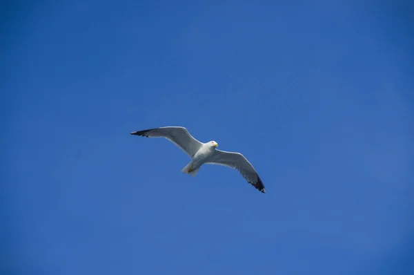 Flying white albatross