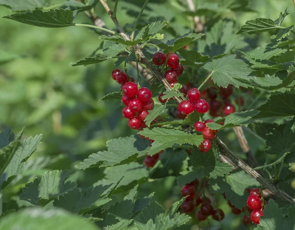 Buisson de groseilles rouges — Photo