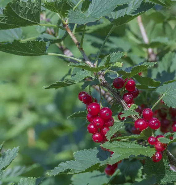 Buisson de groseilles rouges — Photo