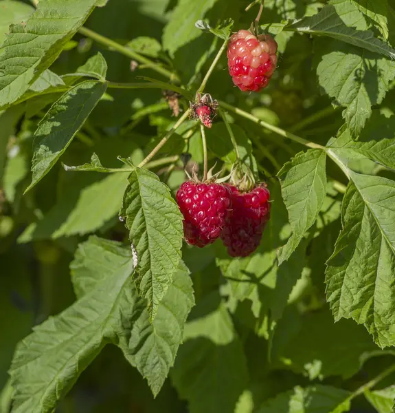 Framboises rouges mûres — Photo