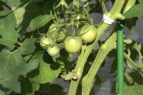 Пучок зелених помідорів — стокове фото