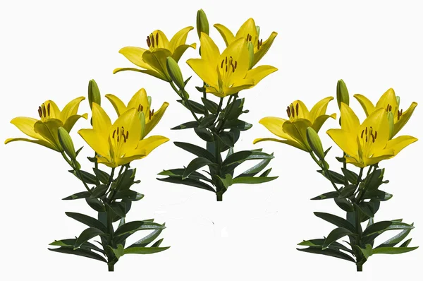 Yellow garden lily — Stock Photo, Image