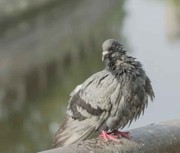 Pombo-da-cidade — Fotografia de Stock