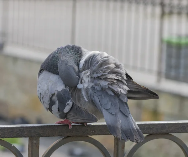 Grey city pigeon — Stock Photo, Image