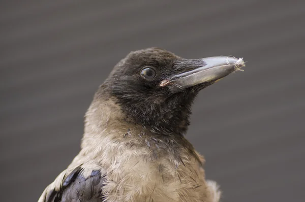 Gray urban crow — Stock Photo, Image