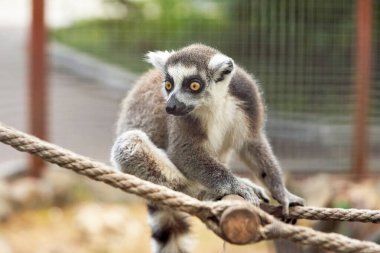 Uzun çizgili kuyruklu maymun lemur ve bej renkli gözler kameraya bakıyor.