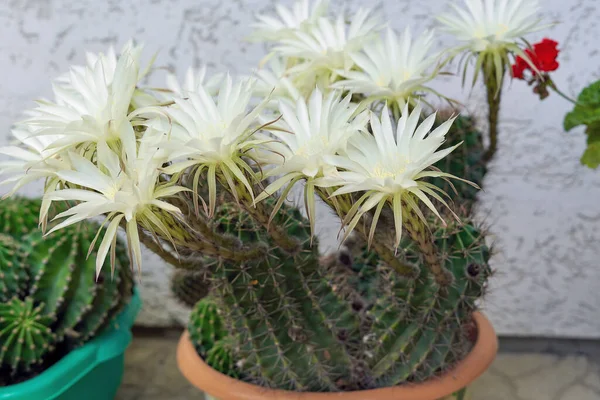 Cacto Verde Espinhoso Floresceu Com Grandes Flores Brancas — Fotografia de Stock