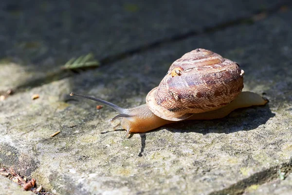 Grande Caracol Com Uma Concha Rastejando Chão Pedra — Fotografia de Stock