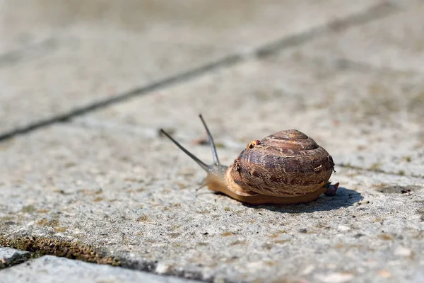 Grande Caracol Concha Rastejando Chão Pedra — Fotografia de Stock