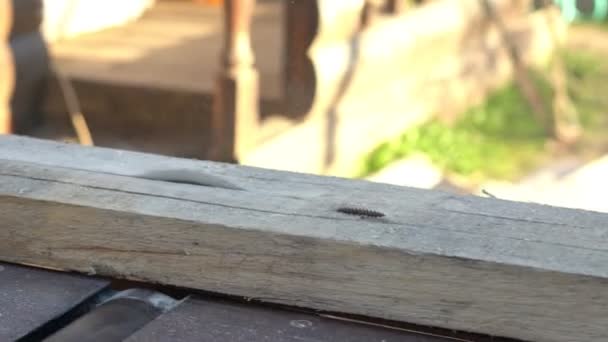 Κυκλικό πριόνι για πριόνια. Το έργο του ξυλουργού στην ύπαιθρο. Κλείσιμο — Αρχείο Βίντεο