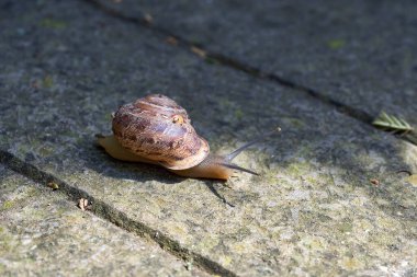 Taş bir levhada sürünen kabuklu büyük bir salyangoz.
