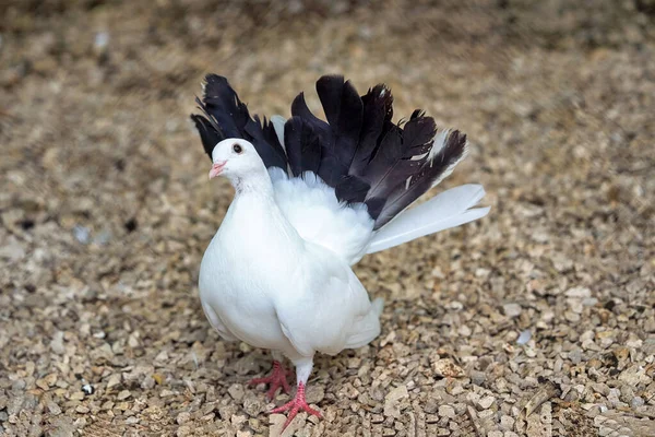 Piccione Uccello Bianco Con Coda Nera Vicino — Foto Stock