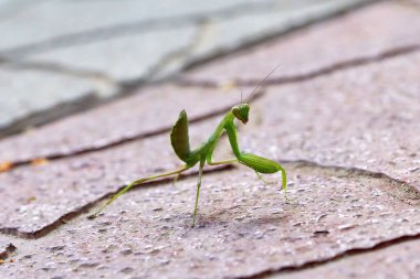 Kırmızı taş kiremitler üzerinde yeşil böcek dua eden peygamberdevesi.