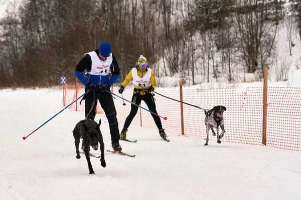 Petersburg Rússia Janeiro 2021 Skijoring Competição Esquiadores Com Cães Neve — Fotografia de Stock