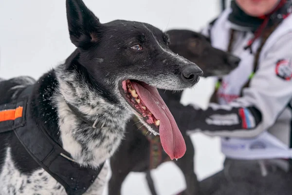 Hunting dog with open mouth and sticking pink tongue