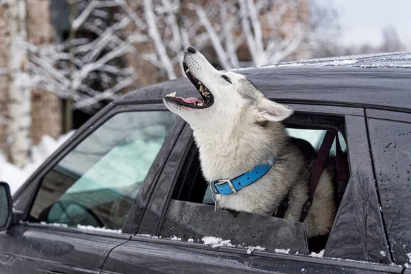 Hasta köpek uluyor ve kafası arabanın camından dışarı sarkmış halde mızmızlanıyor.