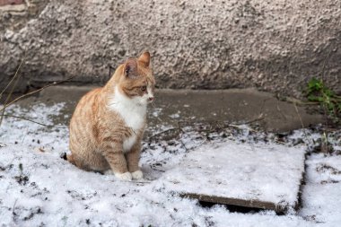 Kızıl kedi taştan bir duvarın yanında karda oturuyor.