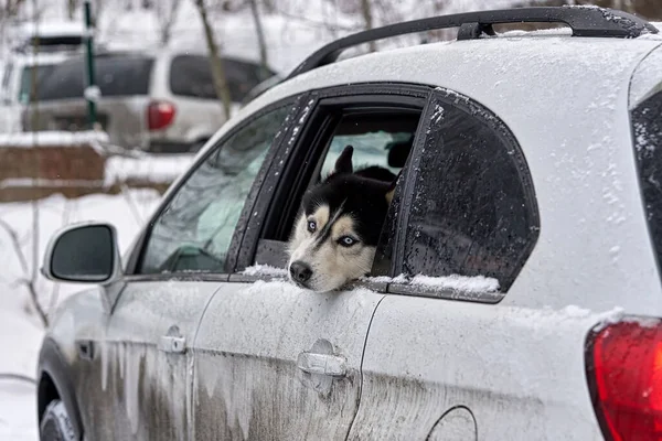 Sick dog sadly looks sticking his head out of a car window