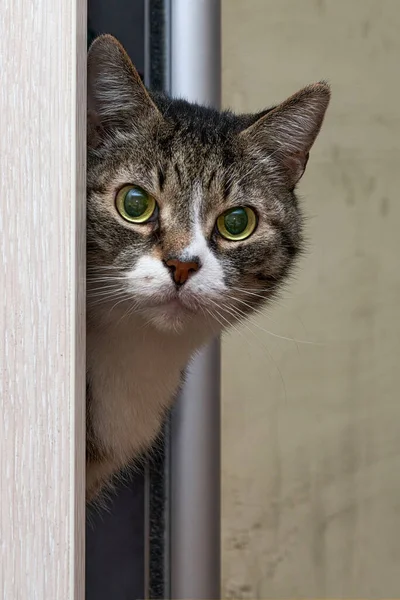 Retrato de un gato canoso mirando por la puerta — Foto de Stock
