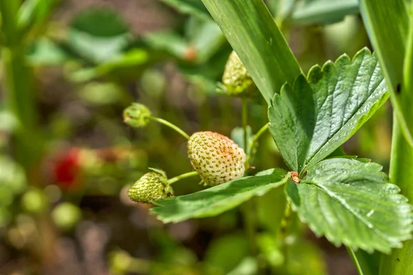 Jahoda zraje na zahradě, jahodový keř se zelenými nezralými bobulemi — Stock fotografie