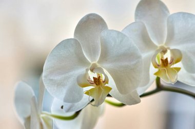 Beyaz çiçekler arşivinde güneşteki bitkilerin makro fotoğrafları