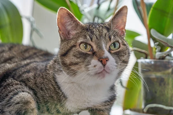 Retrato de un gato canoso mirando la cámara se encuentra sobre un fondo de flores — Foto de Stock