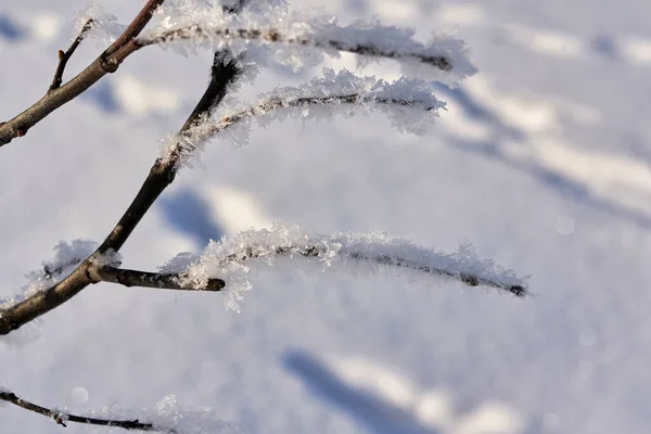 La rama está cubierta de nieve blanca — Foto de Stock