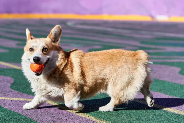 Corgi Dog ağzında turuncu bir top tutarken oynuyor.. — Stok fotoğraf