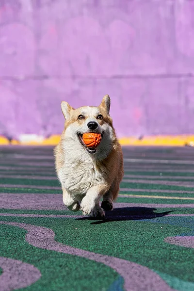 Corgi pies gra trzymając pomarańczową piłkę w ustach. — Zdjęcie stockowe