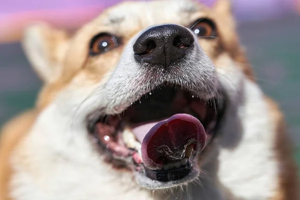 Black nose of a corgi dog in focus of the frame is buried in the camera