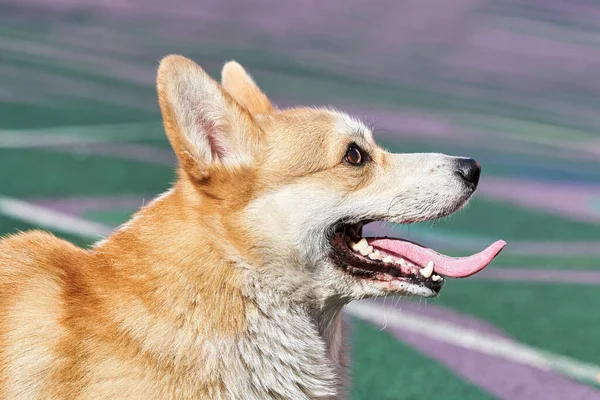 Cão corgi com boca aberta e língua rosa saliente — Fotografia de Stock