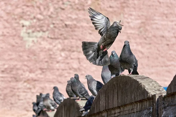 Urban gray bird dove spreading its wings flies up — Stock Photo, Image
