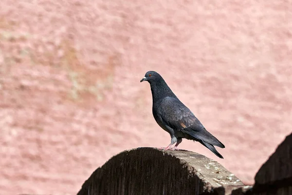 Un gruppo di uccelli urbani di piccioni grigi sono seduti sulla recinzione. — Foto Stock