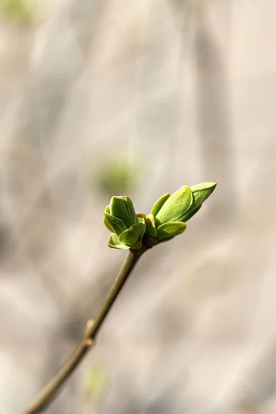 Unga blad blommar från knoppar på träd på våren — Stockfoto