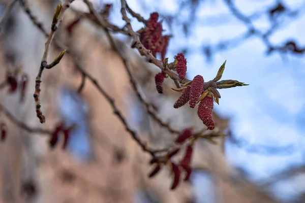 Unga blad blommar från knoppar på träd på våren — Stockfoto