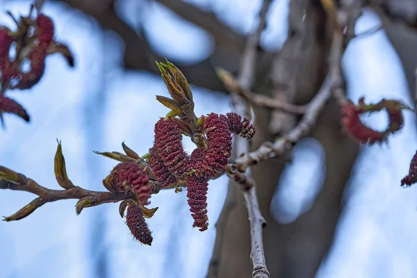 Unga blad blommar från knoppar på träd på våren — Stockfoto