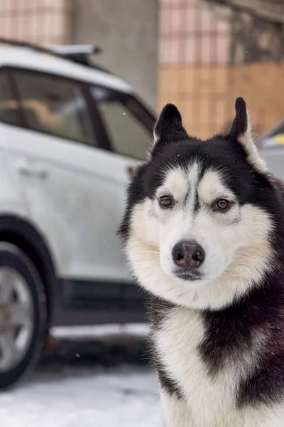 Retrato dianteiro de um sabaka de uma raça husky contra um carro — Fotografia de Stock