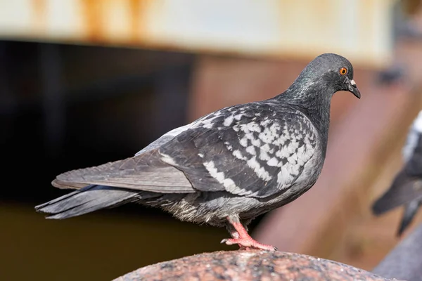 Piccioni Siedono Sul Parapetto Granito Del Terrapieno Primo Piano Uccello — Foto Stock