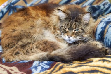 Koca tüylü yaşlı kedi meikoon yumuşak bir battaniyenin üzerinde uyur. Kapat.