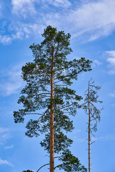 Lång Singel Smal Tall Mot Blå Himmel Med Moln Vertikal — Stockfoto