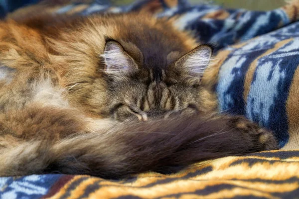 Grote Pluizige Oude Kat Meikoon Slaapt Een Zachte Deken Sluiten — Stockfoto