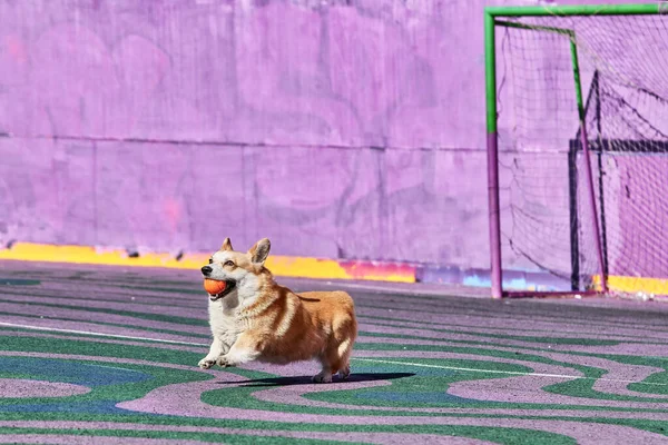 Cão corgi com bola laranja em sua boca na frente do objetivo foodball — Fotografia de Stock