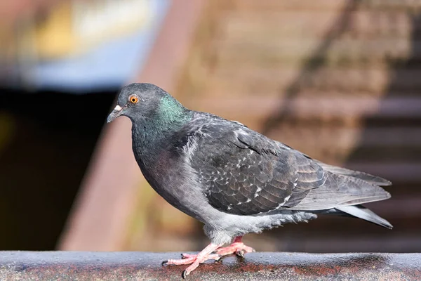 Piccioni siedono sul parapetto di granito del terrapieno — Foto Stock