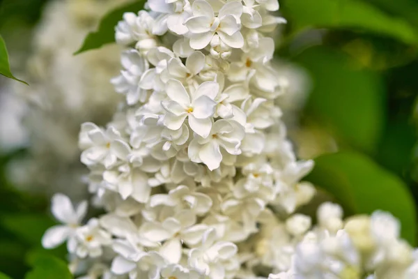 Ljusa Vackra Blommor Vit Syren Närbild Solig Vårmorgon Blomsterlila — Stockfoto